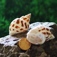 Dongfeng Snail [3-4 см]