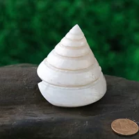 Baita Snail [7-8 см]