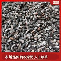[Shanli Lily] Селен черный клейкий рис, Новый рис Гийчжоу местные разновидности клейкого риса, ферма, ферма, искусственное прополки