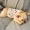 Little Tail Pet Quần áo Net Quần áo đỏ Pháp Bò Quần áo Pet Corgi Pug Dog Vest Ying Dou - Quần áo & phụ kiện thú cưng
