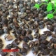 Черные ароматные улитки около 2 см 1 юань 20