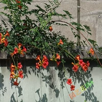 Американский цветок лингксиао Miao скалолазание корт корт
