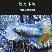 Саженцы синей вилки 3-4 см 3 части корма