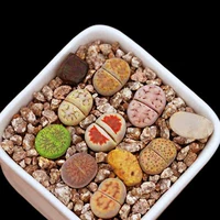 Светло -зеленый, около 1 см камня Лили