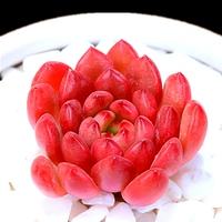 Рубиновый, 3-5см