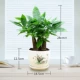 Денежное дерево (три столба))+фарфоровая раковина Meilan Haohe