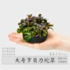 ROBEI LIFANG 1