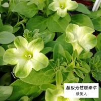 Зеленая красавица 100#Xiaomiao
