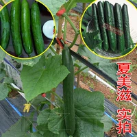 Mitz Green Board Four Seasons Trowercing Spring и Summer Sting Cucumber Seeds