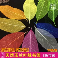 Креативные 30 красивых растений натуральные магнолия листья вены закладки закладки сухой цветочный лист громкие подарки ученикам