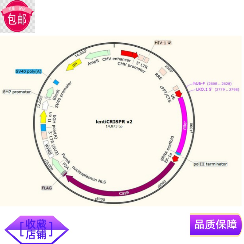 lentiCRISPR v2 哺乳动物基因敲除载体慢病毒CRISPR/Cas9生物试剂淘宝网