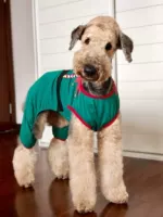 [Рождественский питомец] Сацума Дубин Золотая Мао собака собака одежда для собак без рукавов зеленые четыре шакции для домашних животных все хлопок