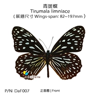 Blue Paquan Butterfly Tirumala Limniace 82-97 мм Гуанси