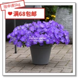 Семена семян цветов*Panmei*Downsing Dwarf Morning Glory*Light Wave Series 5 Зерновые таблетки