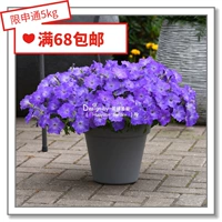 Семена семян цветов*Panmei*Downsing Dwarf Morning Glory*Light Wave Series 5 Зерновые таблетки