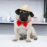 Фермеры и кошка соломенная шляпа домашние животные, кошачьи продукты весна и лето, маленькие и средние щенки для солнца шляпа плюшевые ювелирные изделия