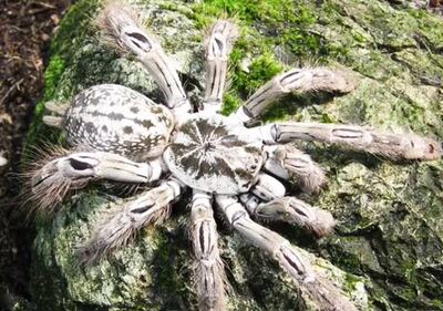 蜘蛛女王多哥星团巴布华丽雨林巴布1.5-3厘米幼体宠物捕鸟蛛活体