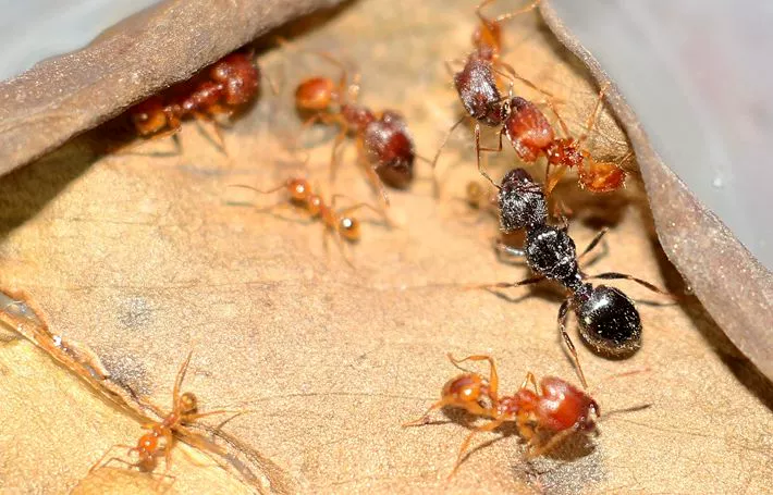 Муравьи дома отзывы. Pheidole Flaveria. Муравьи Pheidole. Pheidole pallidula. Pheidole pallidula Средиземноморский-муравей.