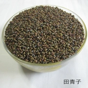 Tian Jingzi Tian Qing Seed Round Cassia 10 kg Vận chuyển thuốc thảo dược Trung Quốc gối gối nhồi thoáng mát