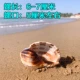 Pipa Snail 6-7 см [большая рыба и краб]