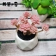 Bắc Âu giả hoa mô phỏng cây mọng nước giả cây mọng nước nhà cửa hàng cây xanh trang trí nhựa trang trí hoa bonsai - Trang trí nội thất