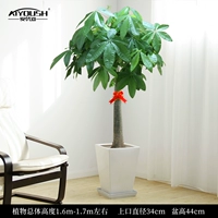 1,6-1,7 метра одиночный выстрел [белый фарфоровый горшок]