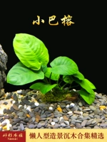 Одиночный банььян (Shenmu 5 ~ 8 см)