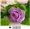 Mô phỏng hoa hồng mây nho cộng với hoa phong lá xanh hướng dương treo tường hoa giả ống sưởi ấm hoa trang trí hoa - Hoa nhân tạo / Cây / Trái cây