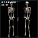 Скелет для взрослых, 1.85м