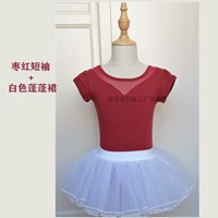 Jujube Red-Open Commook+White Puffbirt