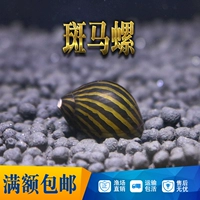 Черный король Kong Snail Rutround инструмент улитка Просмотр улиток таинственные золотые зебра лук