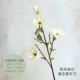Xiaodo Magnolia-White