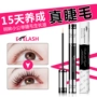 Lông mi tăng trưởng lông mi chất lỏng nhỏ công chúa dài dày không thấm nước uốn cong mascara lông mày tăng trưởng chất lỏng đích thực chuốt mi