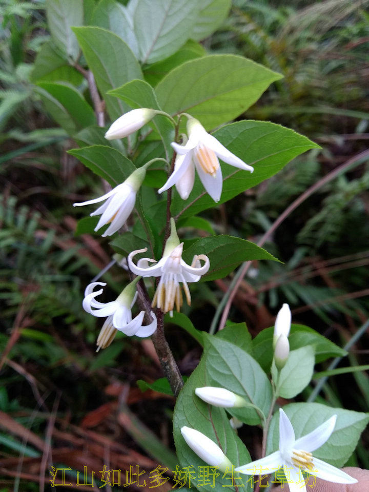 花卉绿植白花树 白花榔 拙贝罗香 安息香 野茉莉 观赏绿化 淘宝网