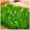 Cỏ nhân tạo có hoa Trong nhà giả cỏ xanh cây cỏ cao mã hóa ban công trang trí sân cỏ mô phỏng - Hoa nhân tạo / Cây / Trái cây