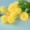 Hoa giả đơn hoa bó hoa nhựa bó hoa nhỏ vải vải trang trí hoa chèn hoa khô hoa lụa hoa vải - Hoa nhân tạo / Cây / Trái cây cây bàng giả