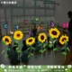 Желтый подсолнух [без великолепного]