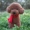 Teddy dog ​​đồ chơi sang trọng hình con chó mô phỏng linh cẩu hơn gấu búp bê cô gái quà tặng trẻ em - Đồ chơi mềm