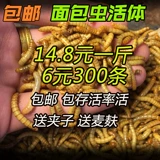 Бесплатная доставка булочка черви желтый порошок Arowana Spider Lizard Lizard Hamster Reptile