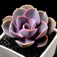 Purple Pearl 3-5 см, одиночное растение