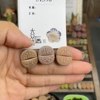 Shengshi Flower Little Mite One Shot 51390