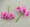 DIY mô phỏng hoa lụa đơn sắc hoa cúc phụ kiện tóc nữ chất liệu handmade vòng hoa cô dâu mũ nón phụ kiện 6 bó - Hoa nhân tạo / Cây / Trái cây