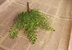 Cỏ Ba Tư xanh mô phỏng thực vật cá vàng cỏ dương xỉ lá nhân tạo hoa nhân tạo hoa nhân tạo xanh trang trí kỹ thuật - Hoa nhân tạo / Cây / Trái cây Hoa nhân tạo / Cây / Trái cây