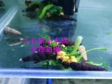 Сяоши Водолей Сулавези апельсиновый кролик оранжевый кролик, просмотр улитки жилые домашние животные аквариум aquarius aquarius Удалить водоросли