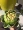 Mô phỏng đầu dứa mô phỏng hoa atisô hoa khô ảnh chụp ảnh đạo cụ hoa khô hoa lụa cửa hàng hoa giả - Hoa nhân tạo / Cây / Trái cây