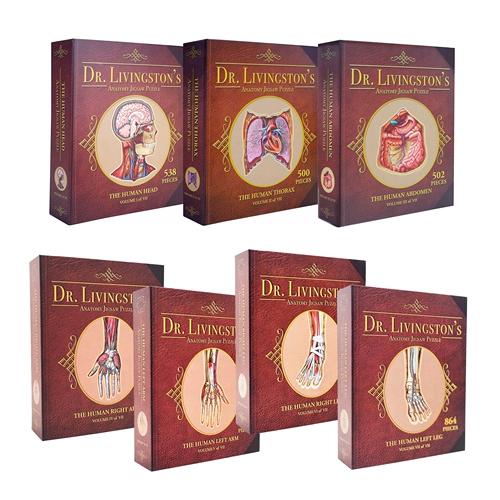 Человеческая анатомия головоломка Джонс Хопкинс Университет Медицинский иллюстрация Художник рисует анатомию человека