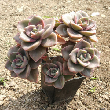 旭鹤多肉植物老桩一物一拍造型优美老桩包邮