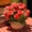 Bình gốm vuông nhỏ hoa giả trưng bày trong chậu nhựa mô phỏng hoa bán buôn nhà bonsai hoa nụ trang trí hoa - Hoa nhân tạo / Cây / Trái cây