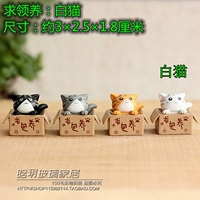 Белый кот для усыновления 1