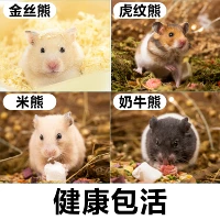 Медведь -похожие на хомяки выбирают два